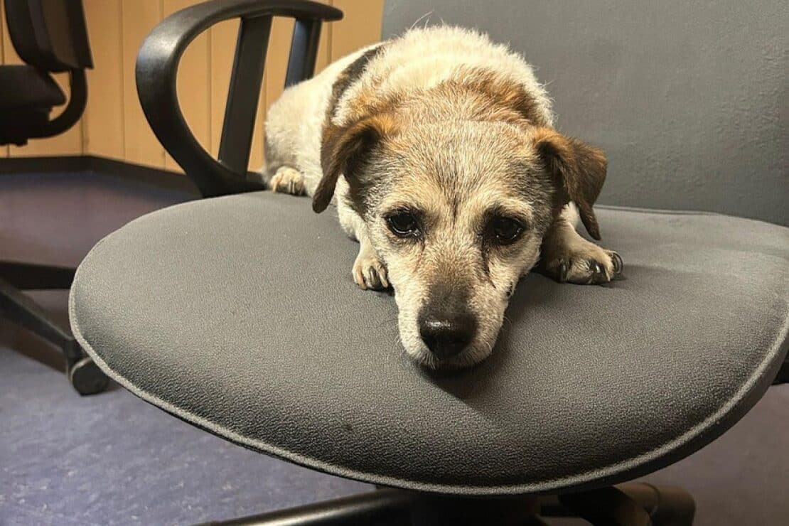 Hund in Bingen aufgefunden – Besitzer gesucht