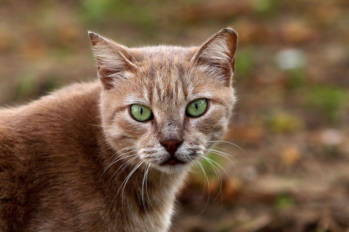 Katzenfutter-Produktion in NRW seit 2005 mehr als verdreifacht