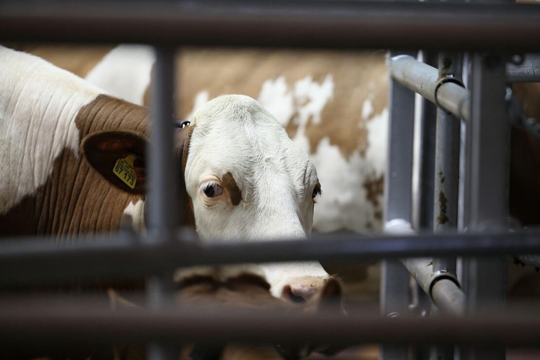 Landwirt von Rind überlaufen und schwer verletzt