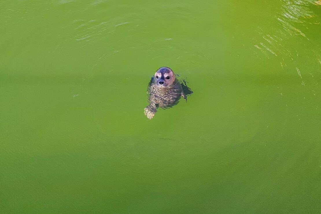 Mehr junge Seehunde im niedersächsischen Wattenmeer gezählt