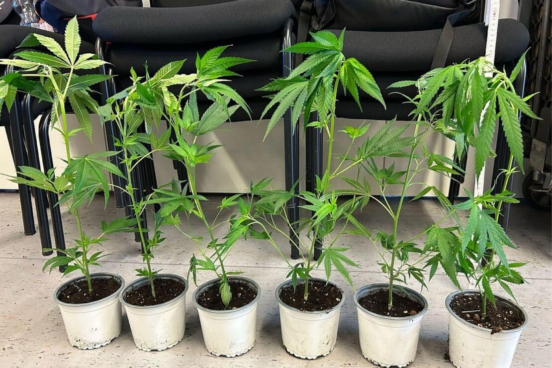 Regensburger Zoll stoppt Import von 2.312 Cannabispflanzen