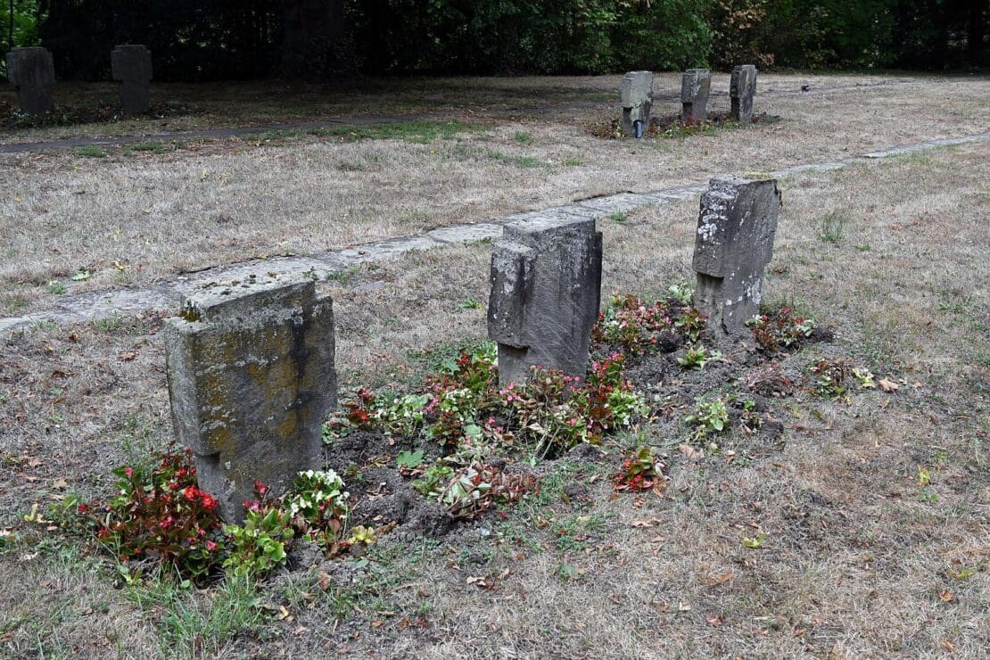 Stadt Koblenz sucht Lösung gegen Wildschweine auf dem Hauptfriedhof