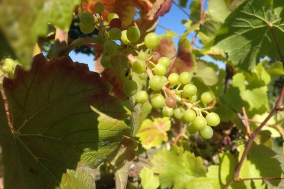 Weinstock (Archiv): saarländische Wein-Studie über Intelligenz und strukturiertes Weinwissen.