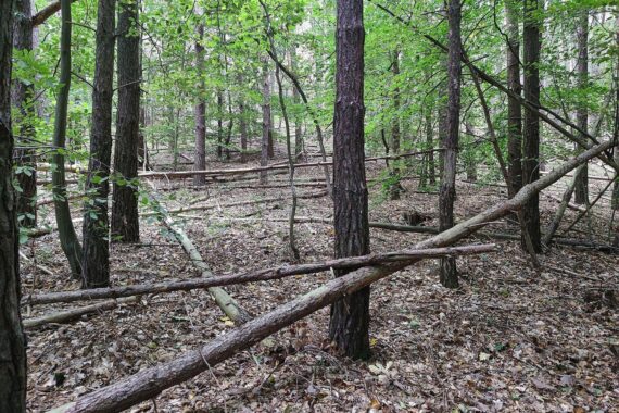 Waldbrandwarnung: Wald (Archivfoto); Verband der Waldeigentümer fordert aktiven Waldschutz und Prävention.