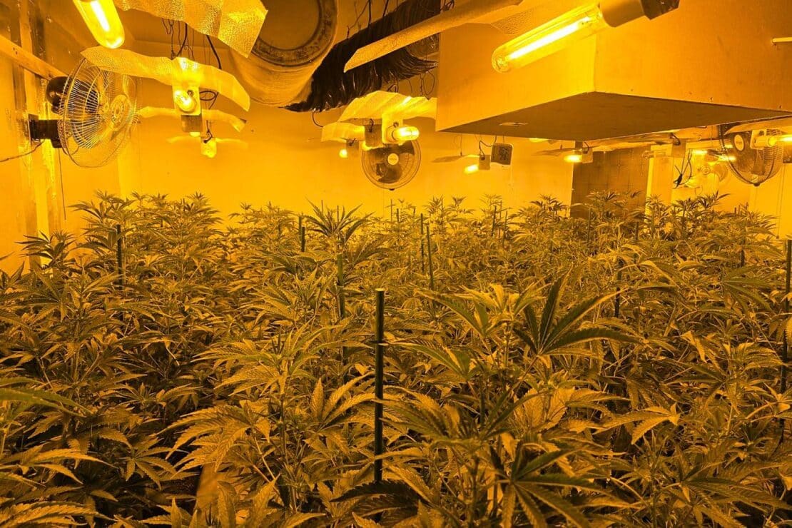 Polizei entdeckt Cannabis-Plantage in Winterberg-Langewiese