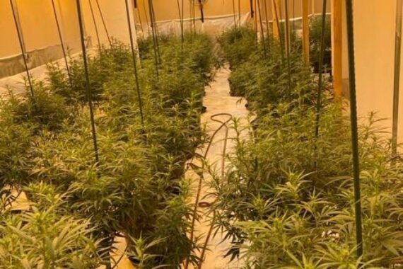 Professionelle Cannabisplantage in einer Lagerhalle: Cannabispflanzen und technische Anlagen (Archivfoto Polizei).