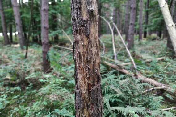 Ein schwer verletzter Wolf im Wald nahe dem Schluchsee; Archivfoto, via dts Nachrichtenagentur.