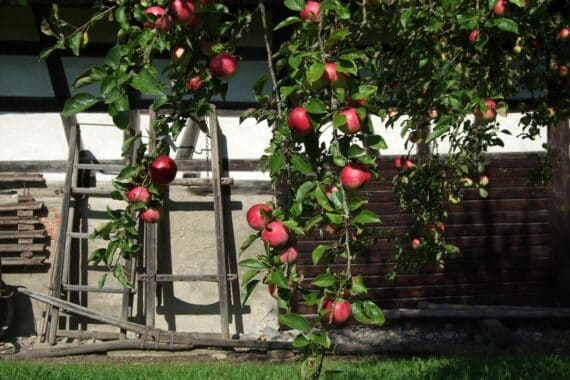 Seminar im Museumsdorf Kürnbach: Most- und Likörherstellung aus Obst, mit Referenten im Tanzhaus.