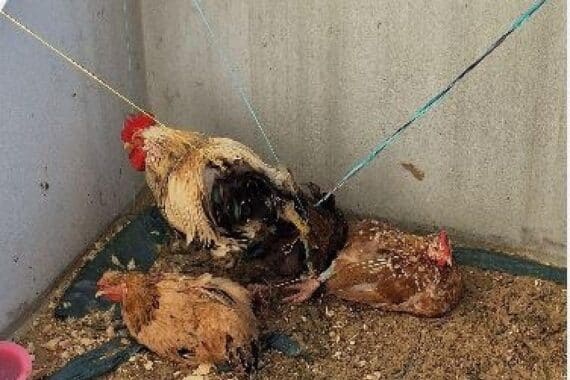 Polizei befreit in Bremen-Osterholz vier Hühner, die mit Schnüren am Balkon fixiert waren.