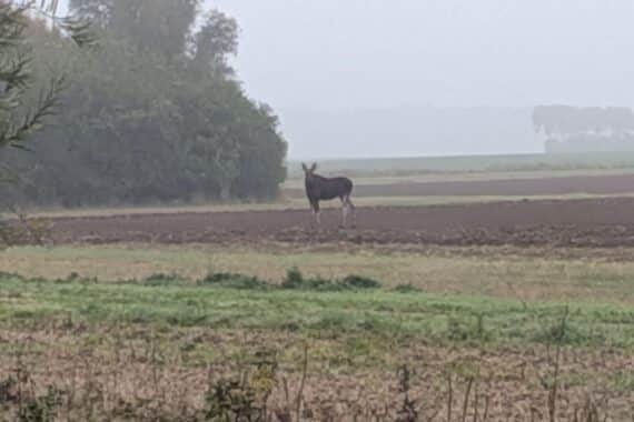 Elch bei Saatel gesichtet: Warnhinweis der Polizei Stralsund, Wildwechsel in Wald- und Feldbereichen.