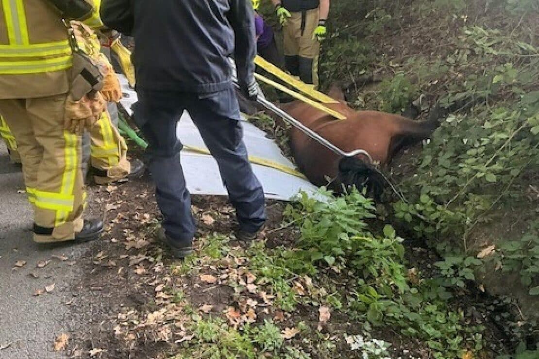 Feuerwehr Bottrop rettet Pferd aus Graben in Kirchhellen