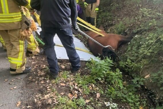 Pferd in einem Graben in Bottrop-Kirchhellen, Feuerwehr rettet es mit Großtier-Rettungsgeschirr.