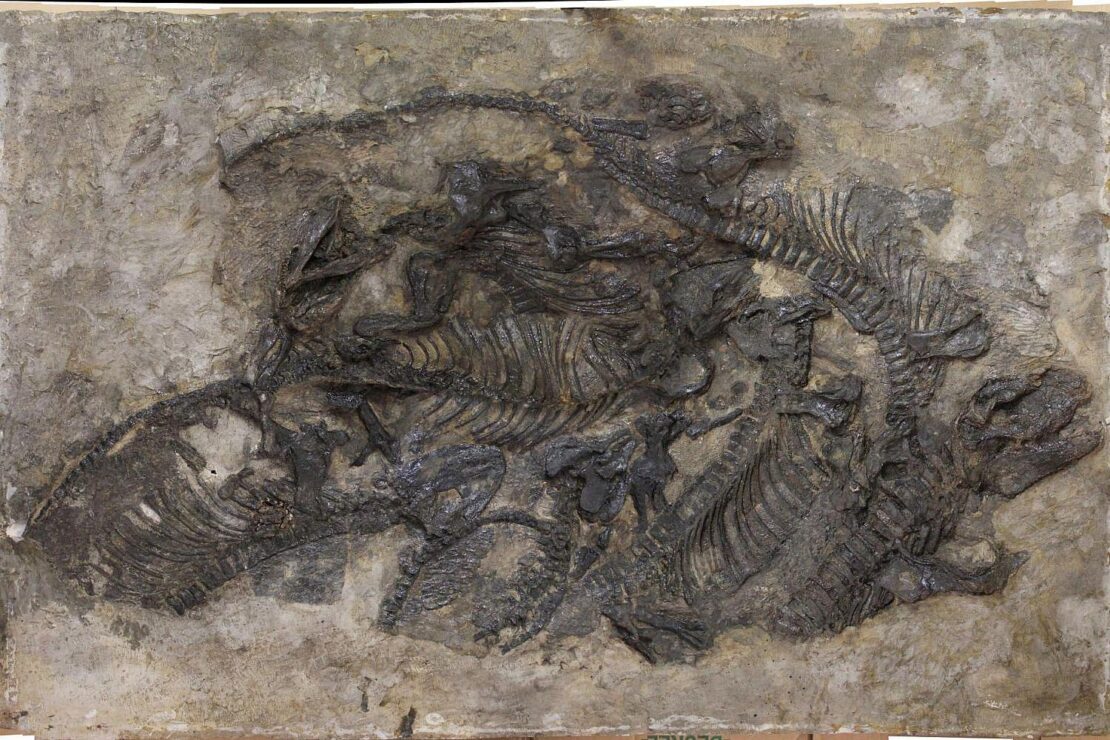 Museum für Naturkunde Chemnitz erhält Freitaler Saurierplatte als Dauerleihgabe
