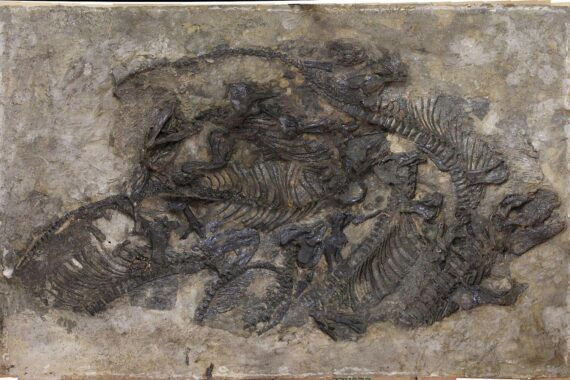 Saurierplatte mit Fossilien mehrerer Skelette im Museum für Naturkunde Chemnitz, vorgestellt als Dauerleihgabe.