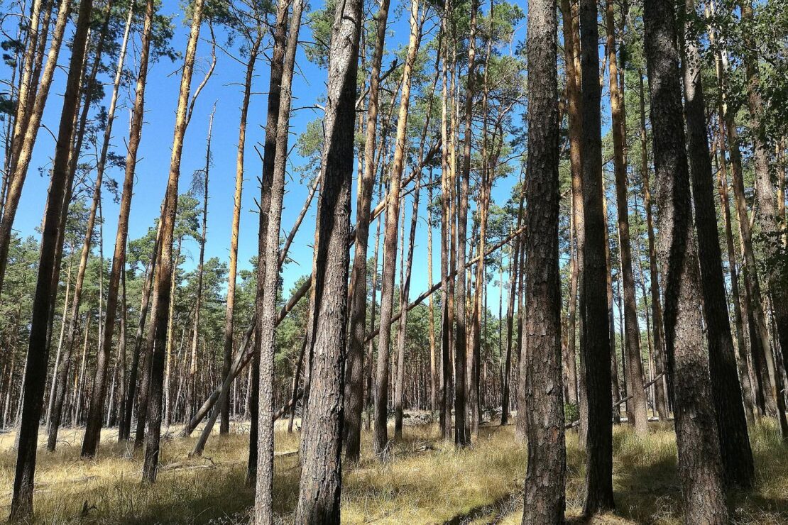 Neue Förderrichtlinie unterstützt Waldbesitzende in Brandenburg