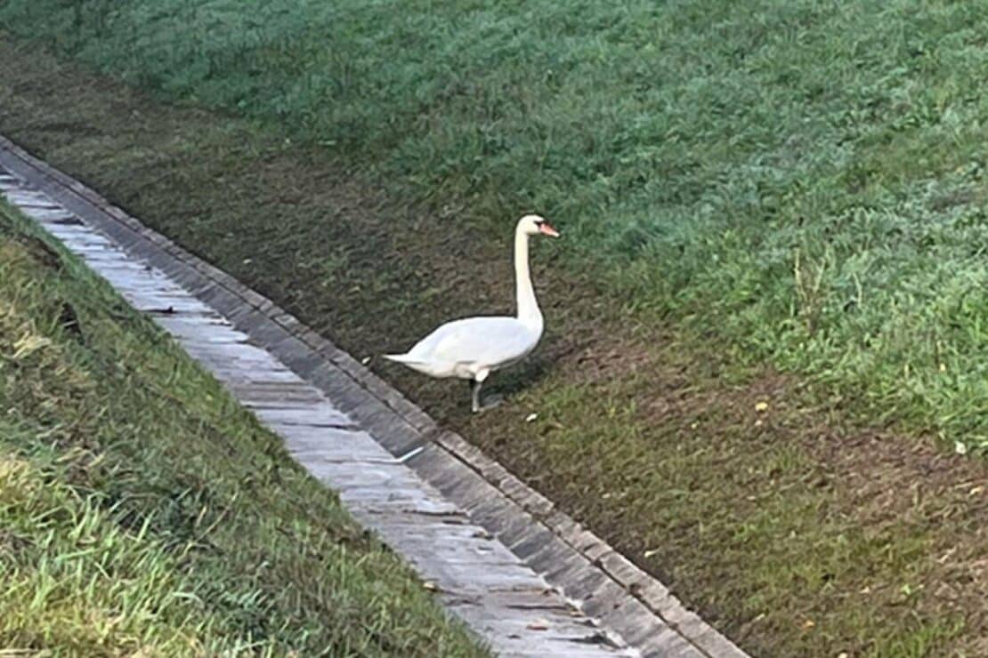 Schwan sorgt auf A9 bei Bad Klosterlausnitz für Stau