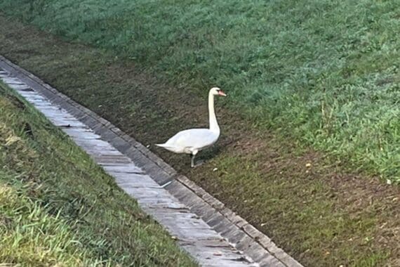 Schwan auf der A9 bei Bad Klosterlausnitz verursacht Stau; Autobahnpolizei im Einsatz.