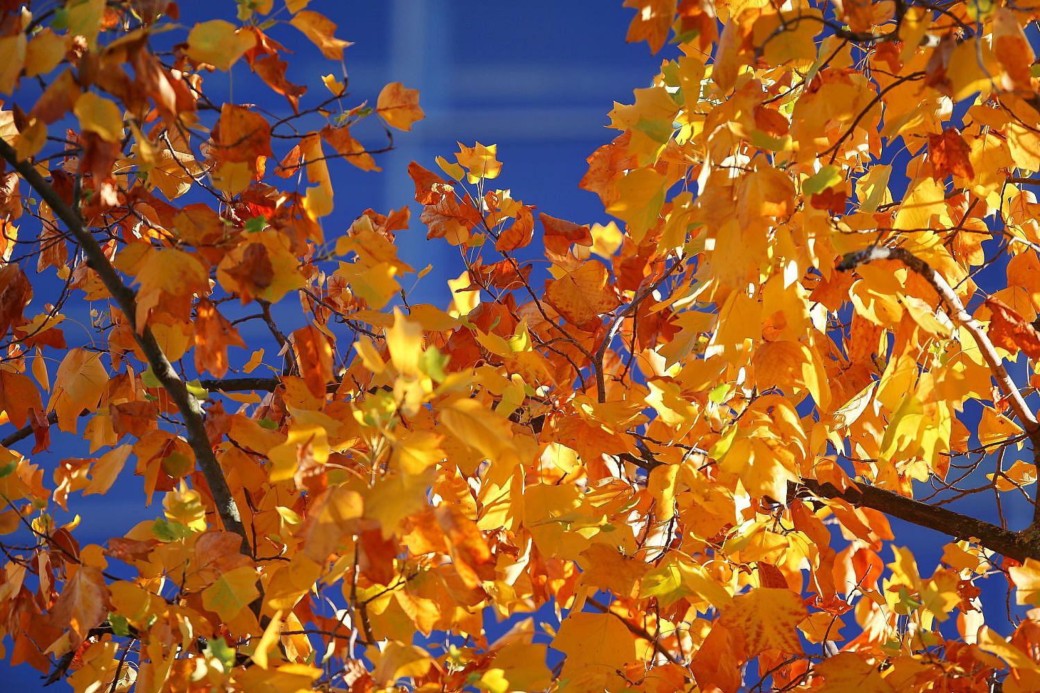 Wetterbericht für Baden-Württemberg (31.10.2026)