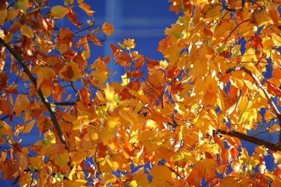 Bunte Herbstblätter in einer südbayerischen Landschaft unter wolkenverhangenem Himmel mit vereinzelten Sonnenstrahlen.