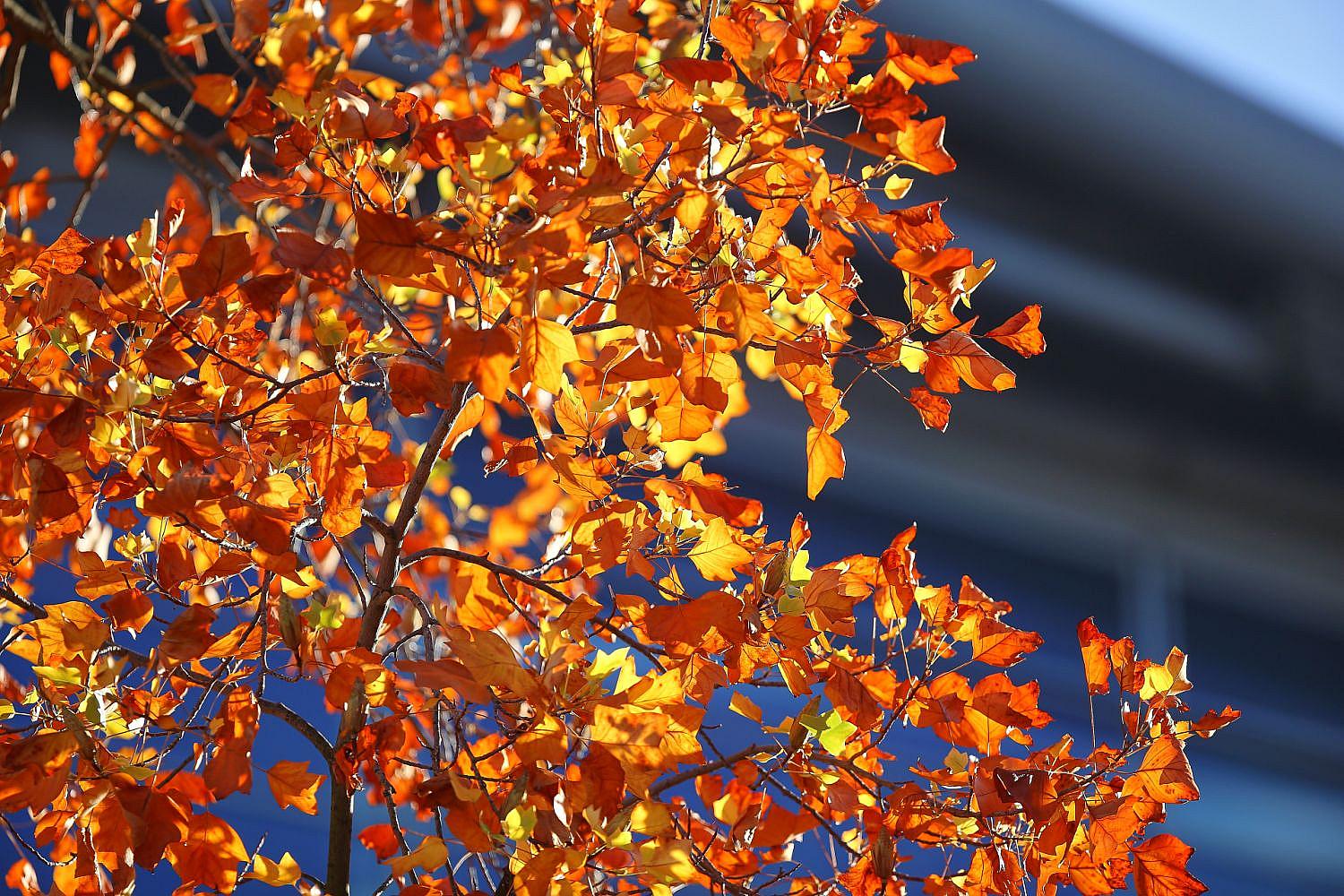 Bunte Herbstblätter im Sonnenschein unter leicht bewölktem Himmel.